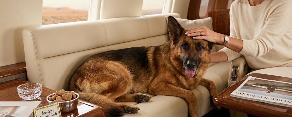 Private jets for pets 2